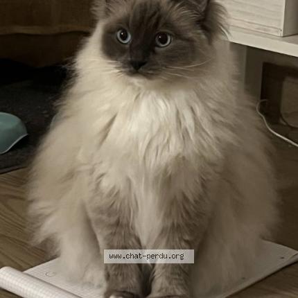 Photo 1/1 PLUME Chat lost in Nanterre