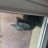 Picture of cat found at Bignon Du Maine