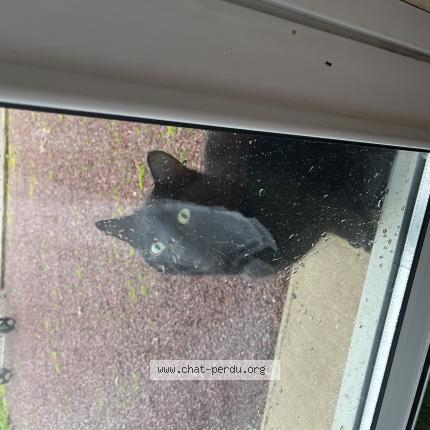 Photo 1/1 Found cat Found in Bignon du maine