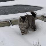 Picture of cat lost at Maubranche