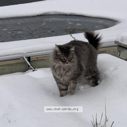 Photo 1/1 Wilo Chat lost in Maubranche