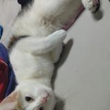 Picture of cat lost at Le Havre