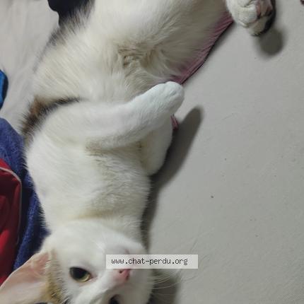 Photo 1/1 Mimine Chat lost in Le havre