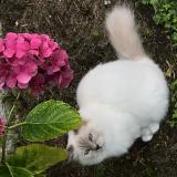 Picture of cat lost at Moissac