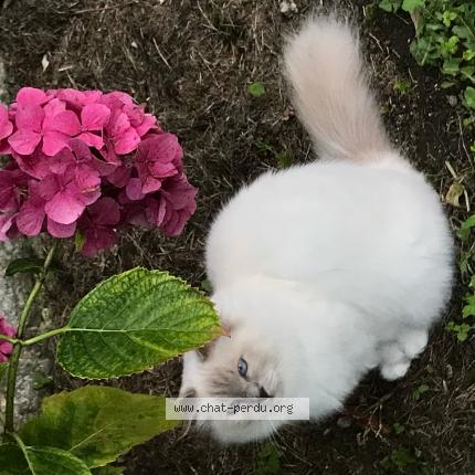 Photo 1/1 Robine Chat lost in Moissac