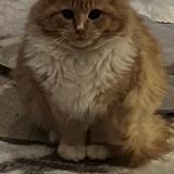 Picture of cat found at Laval