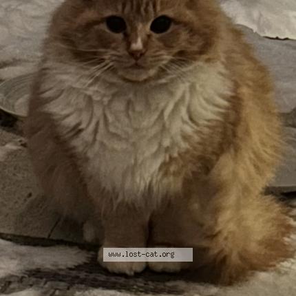 Photo 1/1 Found cat Found in Laval