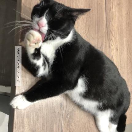 Photo 1/1 Found cat Found in Esvres