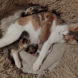 Picture of cat lost at Sevremont