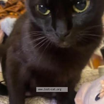 Photo 1/1 Benji Chat lost in Dallas