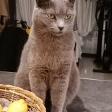 Picture of cat lost at 30330 Tresques