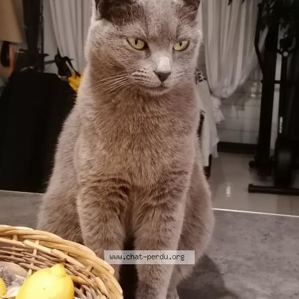 Photo 1/1 ISIS Chat lost in 30330 tresques