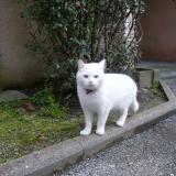 Picture of cat lost at Quimper