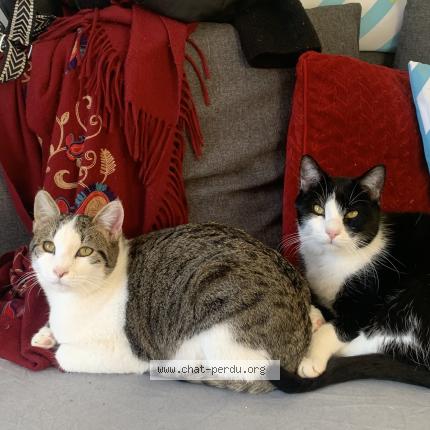 Photo 1/1 Mascotte Chat lost in Nice