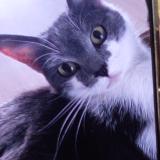 Picture of cat lost at Saint Florent