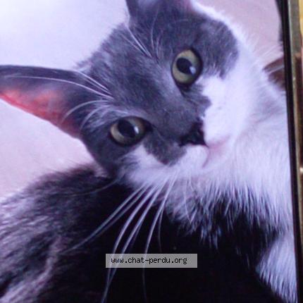 Photo 1/1 Sumo paquereau Chat lost in Saint florent