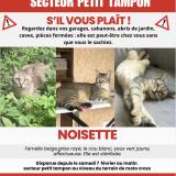 Picture of cat lost at Tampon