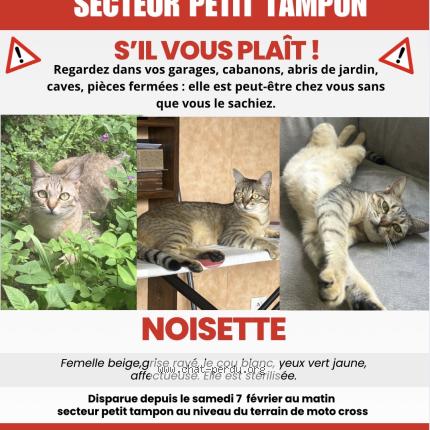 Photo 1/1 Noisette Chat lost in Tampon