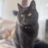 Picture of cat lost at St Maurice Valais