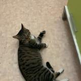 Picture of cat found at Maurepas