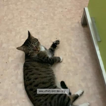 Photo 1/1 Found cat Found in Maurepas