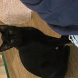 Picture of cat lost at Garland