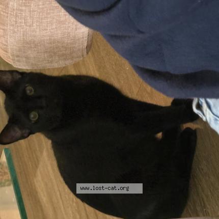 Photo 1/1 Binx Chat lost in Garland