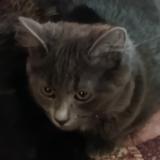 Picture of cat lost at Bas En Basset