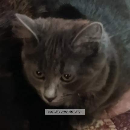 Photo 1/1 Boulette Chat lost in Bas en basset