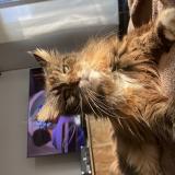 Picture of cat lost at Chenee