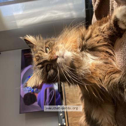 Photo 1/1 Geisha Chat lost in Chenee