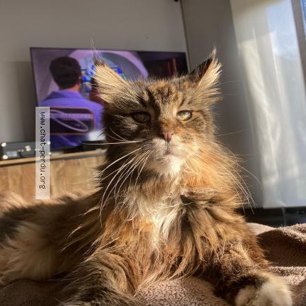 Foto 1/1 Geisha Kat vermist in Chenee