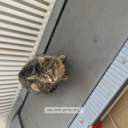 Photo 1/1 Found cat Found in Valentigney