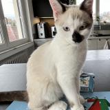 Picture of cat lost at Saint Julien Les Metz