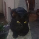 Picture of cat lost at Montelimar