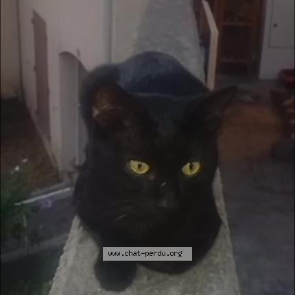 Photo 1/1 Shiory Chat lost in Montelimar