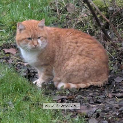 Photo 1/1 Found cat Found in Warken