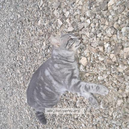 Photo 1/1 Found cat Found in Blois