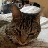 Picture of cat lost at Guyton