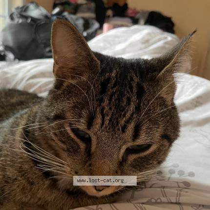 Photo 1/1 Neville Chat lost in Guyton