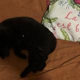 Picture of cat lost at Noumea