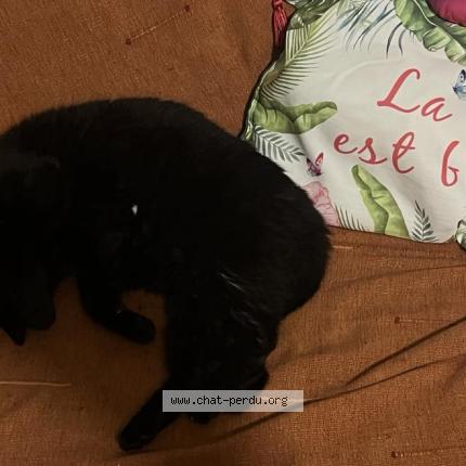 Photo 1/1 Frisquette Chat lost in Noumea