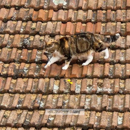 Photo 1/1 INOUE Chat lost in Valence