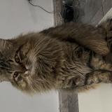 Picture of cat lost at Villenave D Ornon