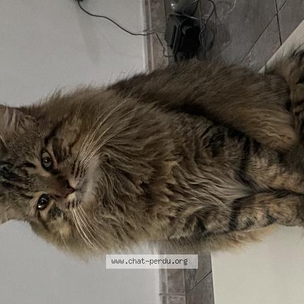 Photo 1/1 Ker haoui Chat lost in Villenave d ornon