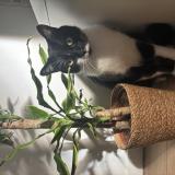 Picture of cat lost at Amiens