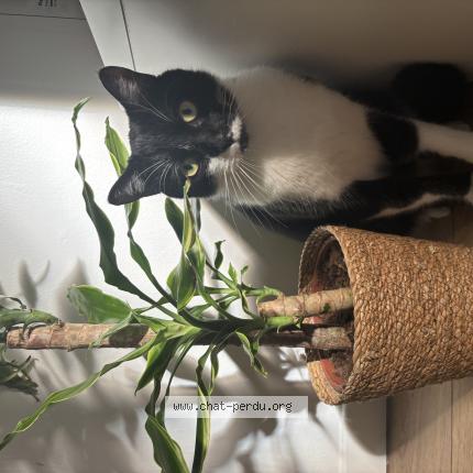 Photo 1/1 Luffy Chat lost in Amiens