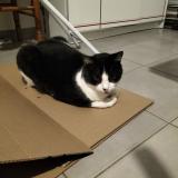 Picture of cat lost at Dives Sur Mer