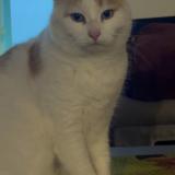 Picture of cat lost at L Eguille