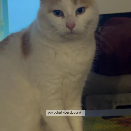 Photo 1/1 Paprika Chat lost in L eguille